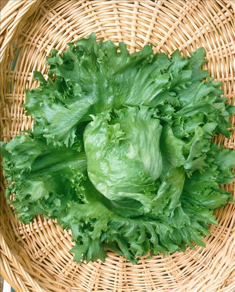 Eisbergsalat / Lactuca sativa var. capitata