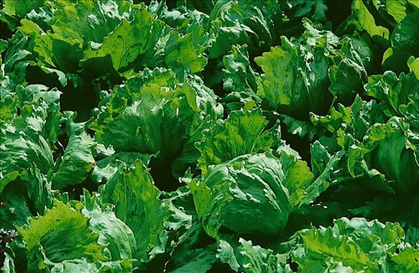 Eisbergsalat / Lactuca sativa var. capitata