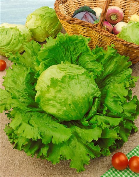Eisbergsalat / Lactuca sativa var. capitata