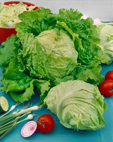 Eisbergsalat / Lactuca sativa var. capitata Chou de Naples