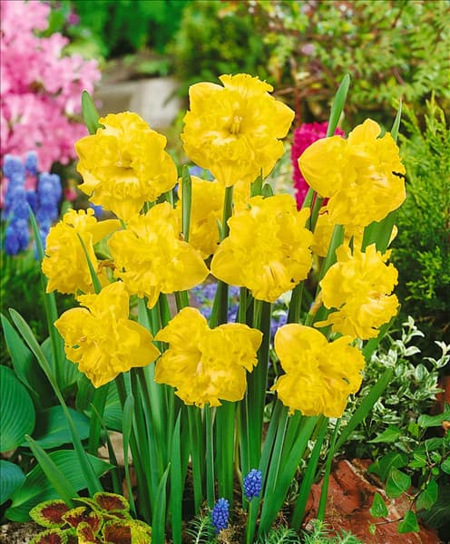 Split Narcissus Flyer