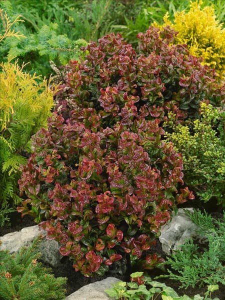 Leucothoe axillaris Curly Red (R)