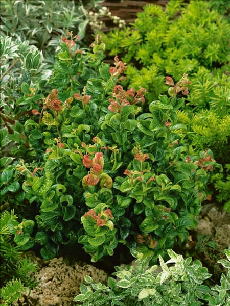 Leucothoe axillaris Curly Red (R)