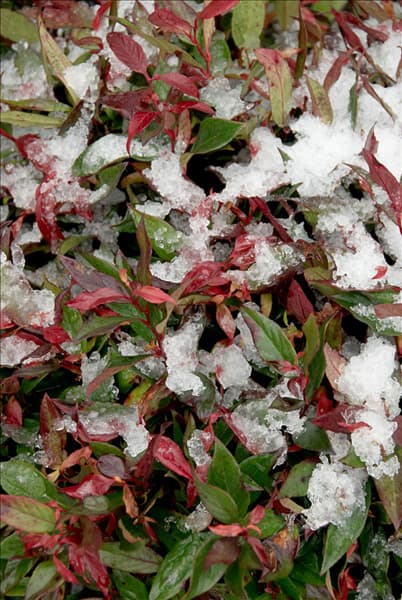 Leucothoe axillaris Curly Red im Schnee