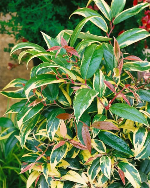 Leucothoe axillaris Tricolor