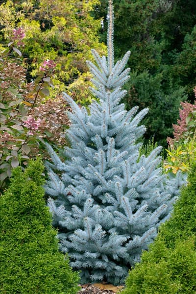 Picea pungens Baby Blue Eyes