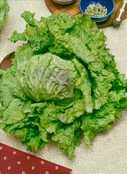Eisbergsalat / Lactuca sativa var. capitata Grazer Krauthäuptl
