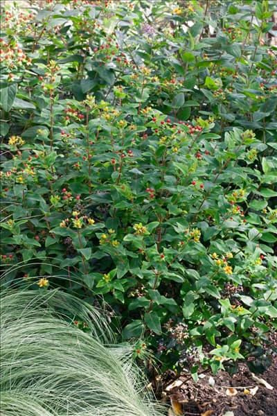 Hypericum x inodorum Mystical Red Star