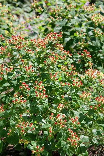 Hypericum x inodorum Mystical Red Star