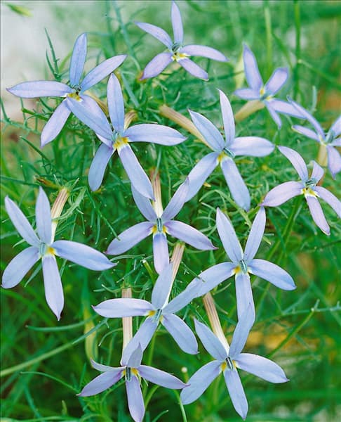 ISOTOMA axillaris Blue Star / Patio