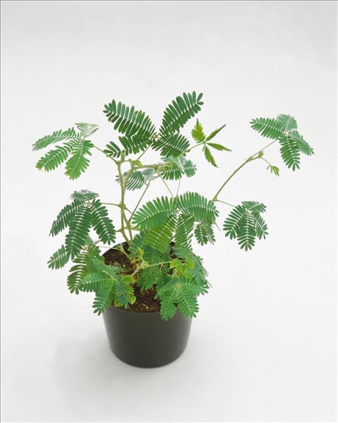 Mimosa pudica