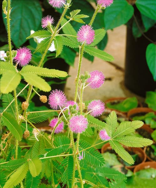 Mimosa pudica