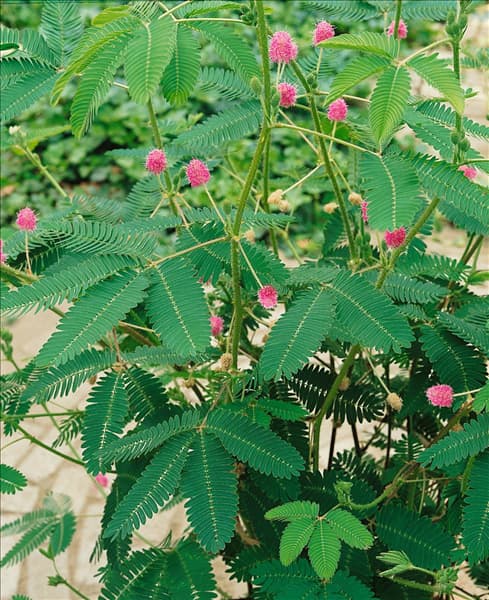 Mimosa pudica