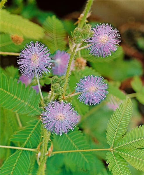 Mimosa pudica
