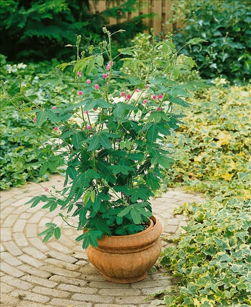 Mimosa pudica