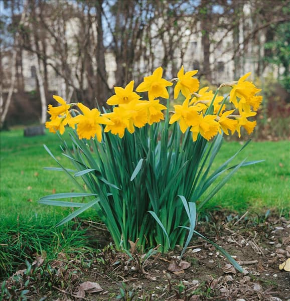 Narcissus Trumpet in the garden