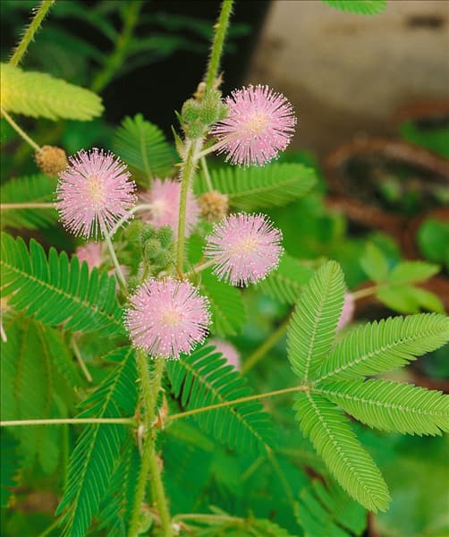 Mimosa pudica