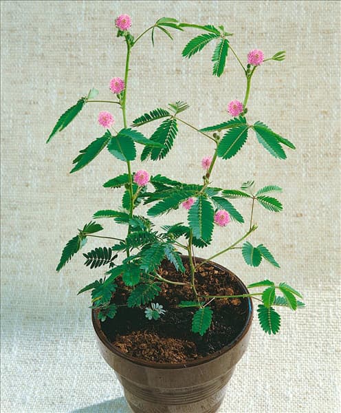 Mimosa pudica