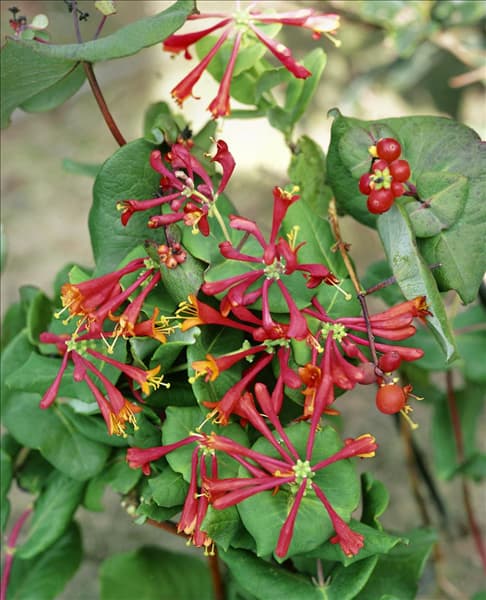 LONICERA X BROWNII DROPMORE SCARLET