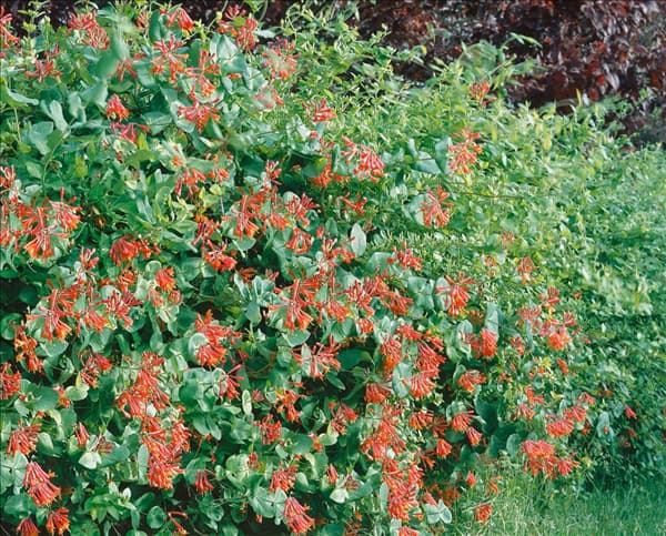 Lonicera x brownii Dropmore Scarlet