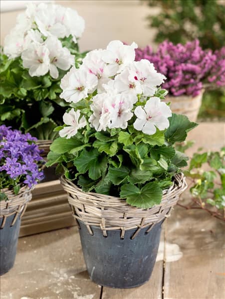 Pelargonium grandiflorum Mona Lisa ® White
