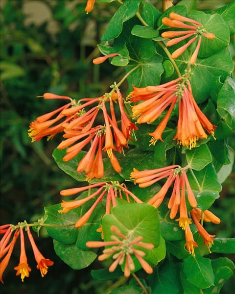 LONICERA X BROWNII DROPMORE SCARLET