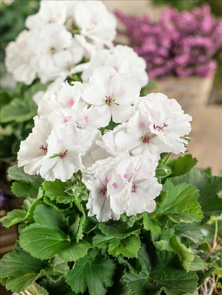 Pelargonium grandiflorum Mona Lisa ® White