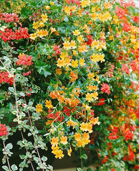 Mimulus luteus Goldkörbchen