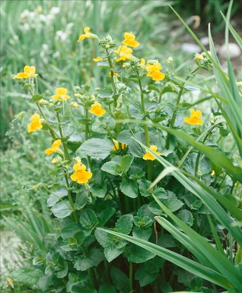 Mimulus luteus