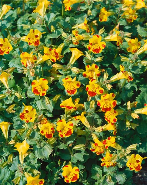 Mimulus luteus