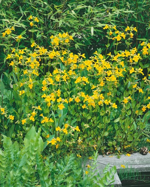 Mimulus luteus