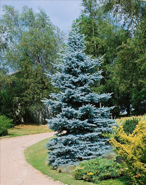 Picea pungens Glauca