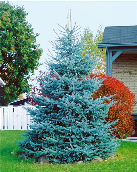 Picea pungens Glauca