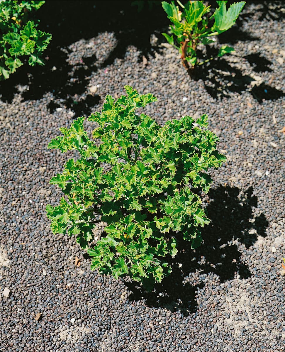 PELARGONIUM ASPERUM (P. GRAVEOLENS)