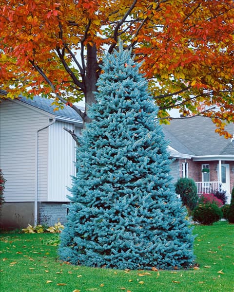 Picea pungens Glauca