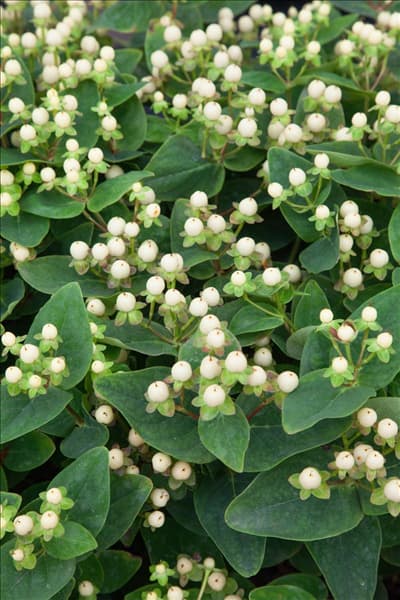 Hypericum Miracle Blizz