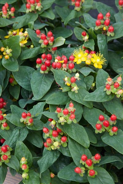 Hypericum Miracle Attraction