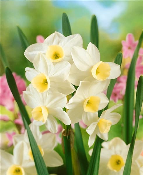 Narcissus tazetta Silver Chimes