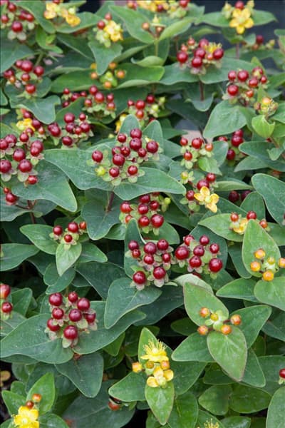 Hypericum Miracle Marvel