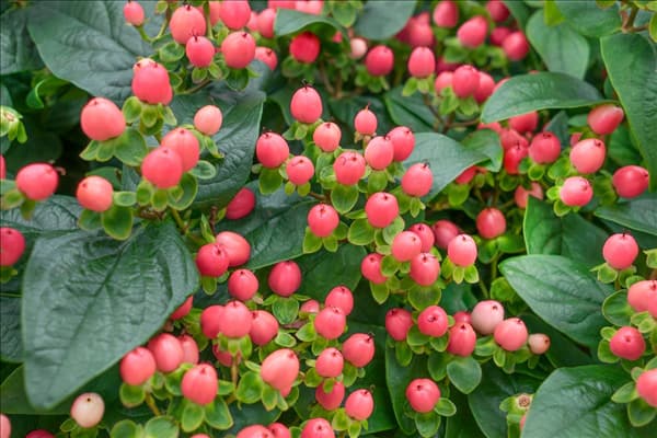 Hypericum Miracle Blossom