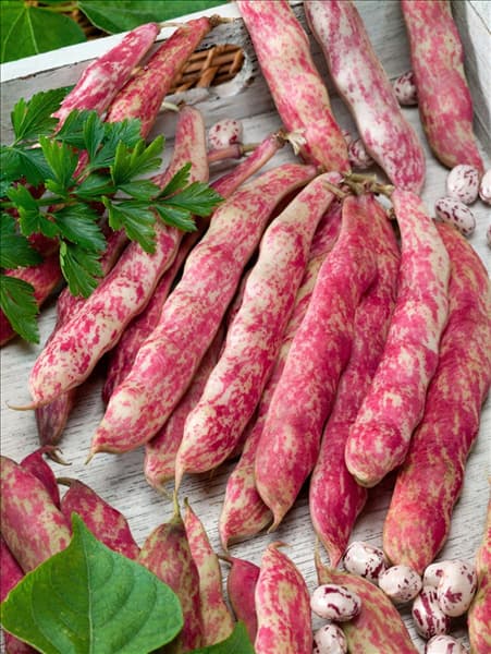 Phaseolus vulgaris var. nanus Borlotto Rosso