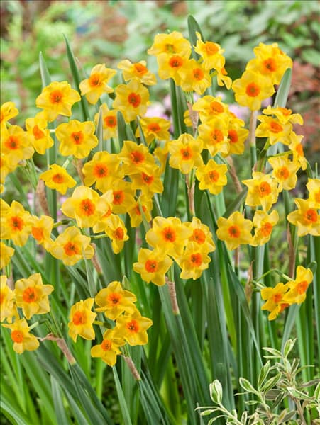 Narcissus tazetta Explosion