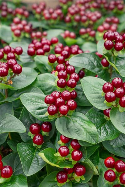 Hypericum Miracle Marvel