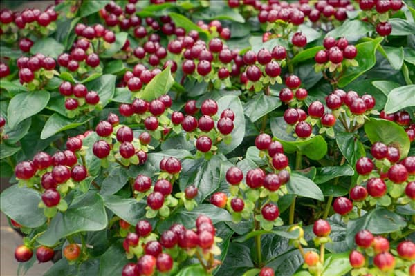 Hypericum Miracle Marvel