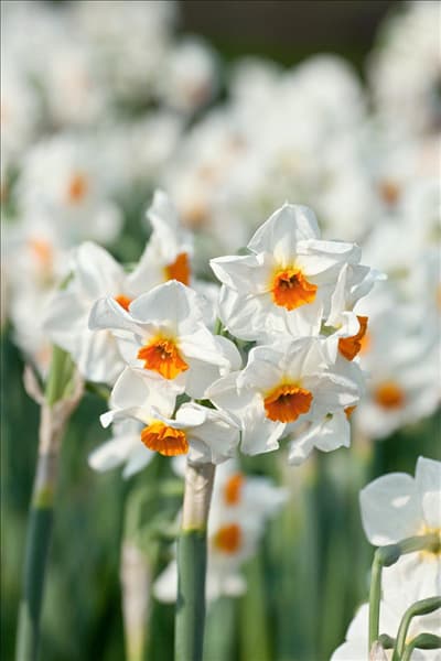Narcissus tazetta Cragford