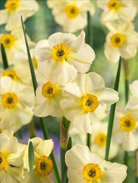 Narcissus tazetta Chinita