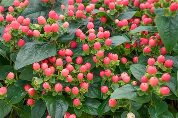 Hypericum Miracle ® Blossom