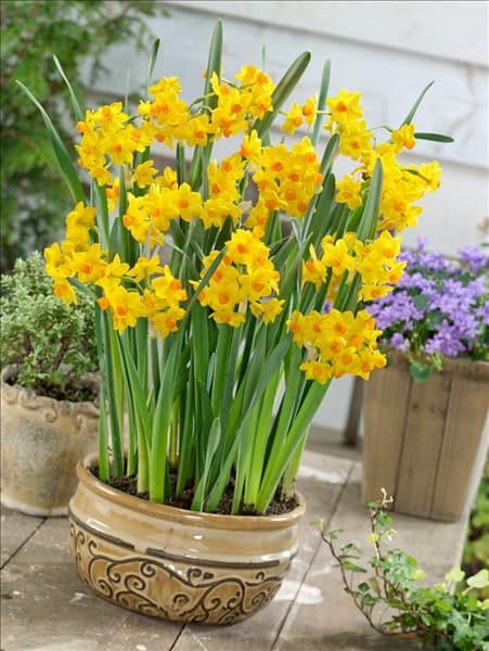 Narcissus tazetta Grand Soleil d'Or