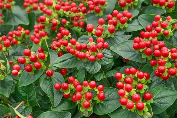 Hypericum Miracle Grandeur