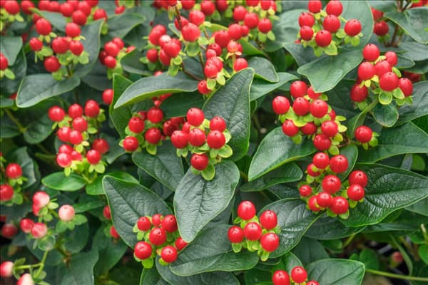 Hypericum Miracle Grandeur